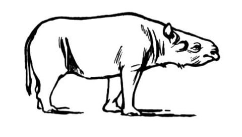 Acerathere Extinct Rhinoceros Coloring Page